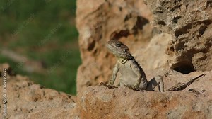 The fauna of Cyprus. The little lizard is looking for prey sitting on stones heated by the sun.