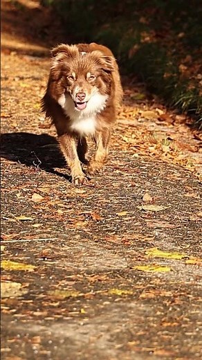 Meet Liba: Our Cuddly Miniature Australian Shepherd Puppy Soaking Up the Sun!