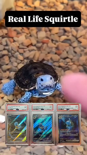 UltraBall Collectables on Instagram: "Real Life Squirtle just pulled up with the whole evolution line  PSA Squad: Squirtle, Wartortle, and Blastoise looking CLEAN   Which water starter has the best line in your opinion — Squirtle, Piplup, or Froakie?  Turtle clip via [@ytardiangalih] — absolute Squirtle energy  #RealLifeSquirtle #BlastoiseGang #PokemonStarters #MailDayMagic #WaterTypeVibes #UltraBallCollectibles #SquirtleSquad #TCGReels #WhatnotPokemon"