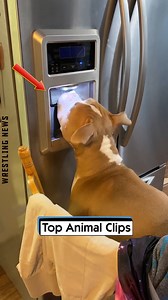 1M views · 5.1K reactions | Top Animal Clips | Wrestling News | Facebook