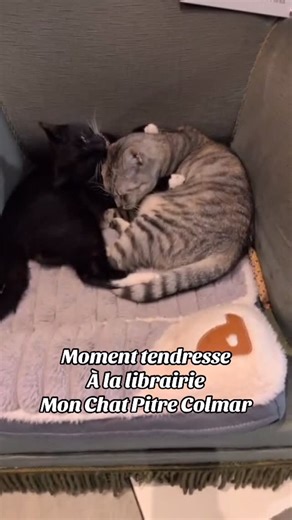 Mon Chat Pitre COLMAR on Instagram: "Le langage de l’amour version féline... 🐾 Rien n’est plus apaisant que de les voir prendre soin l’un de l’autre. Entre petites léchouilles et gros dodos enlacés, c’est la définition même de la tendresse. Moment tendresse entre oscar et Babeth ♥️ Et vous, votre chat est plutôt du genre « pot de colle » ou « solitaire endurci » ? 👇"