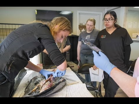 The Different Roles Inside a Veterinary Office & How KLR Helps You Stand Out