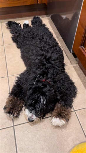 Understanding Bernedoodle Behavior: Why Does My Dog Sploot?