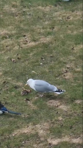 Seagul Knocks Back a Dead Rabbit in One Go - - All credit goes to respective owners 👉 DM for removal or credit. - - Follow us for more videos: @animalentertainment7 - - #seagull #savage #hunter #wildbirds #closeenough #predator #greaterkruger #rabbit #wildlife #wildlifeaddicts #animal #animallovers #nature #attack #videooftheday #wildlifeonearth | Animals Wildside