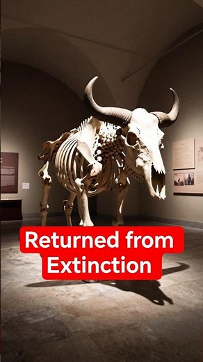 Europeans Brought Back an Animal That Was Actually Extinct 🦬 #shorts