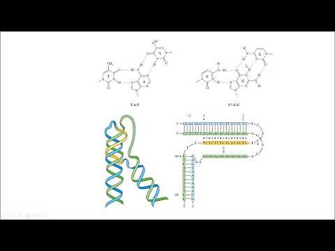 triple hélice triplex estructura DNA structure biología molecular biology