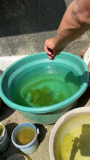 Purple Berry Guppy Fry Mar Gaye 😢