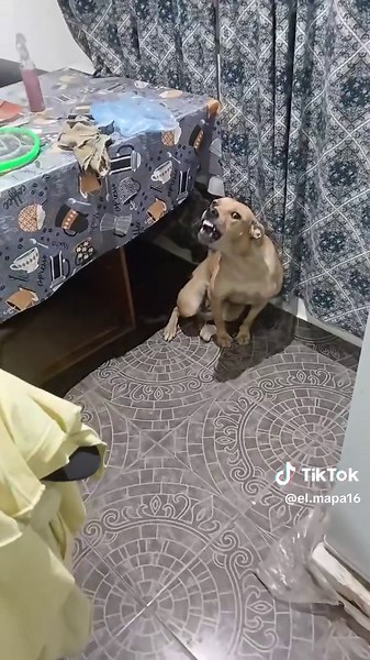 Videos de el mapa (@el.mapa16) con “sonido original - el mapa”