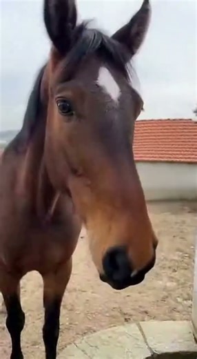 A Mother Horse’s Silent Cry Saved Her Baby 🐎💔 | Real Rescue