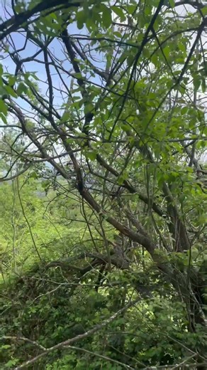 #الرقية_الشرعية #قرآن