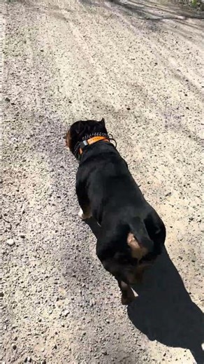 #wooandbubs #dogs #dogshorts #animals #animalshorts #shorts #cute #walking #outdoors #dog #doglife