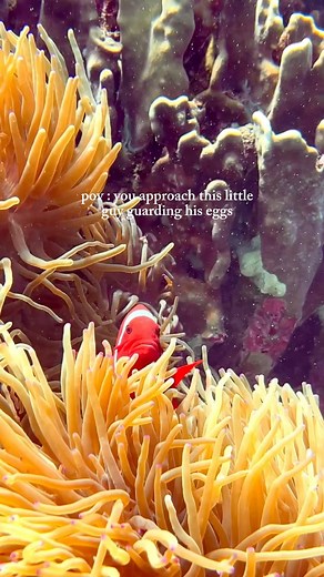 The premnus biaculeatus, aka maroon clownfish are famous for being super territorial! The female is the largest and the second largest male is the breeder. If the largest female dies then the breeding male becomes female and the second largest becomes the new breeder! Fascinating, no?! 📸 Credit to @4almondsabroad #scubajunkie #scubadiving #underwater #diving #ocean #underwaterphotography #dive #sealife #snorkelling #oceanlife #coralreef #fish #explore #adventure #travel #nature #padi #paditv #k