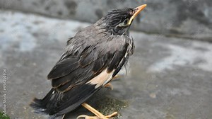Baby Indian Myna Birds. Its other names Common myna and mynah. This is a bird of the starling family Sturnidae. This is a group of passerine birds which are native to southern Asia, especially India.