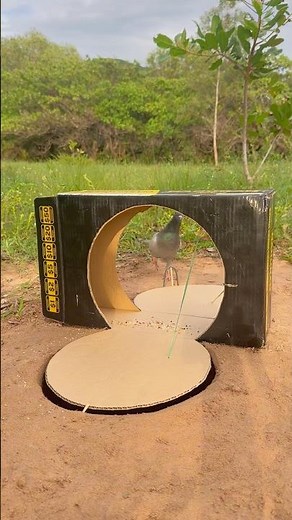 DIY Bird Trap Using Cardboard Box - Quick Bird Trap #youtubeshorts