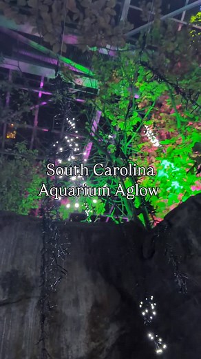 The most magical family experience this holiday season - Aquarium Aglow just opened on Friday and it's one of the prettiest holiday events Charleston has to offer. This year brings brand-new exhibits—like the Boneyard Beach touch-tank experience and the Undersea Explorer VR adventure—so there’s something to keep every age entertained all evening long. Whatever you do… don’t miss Scuba Santa swimming with the sharks. It’s a highlight for the kids and the adults. 🎅🦈 Aquarium Aglow runs through N