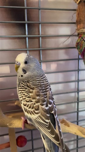 Cute Parakeet Videos: Adorable Moments with Budgies
