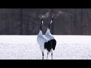 Japanese Crane Dance 1　タンチョウの舞