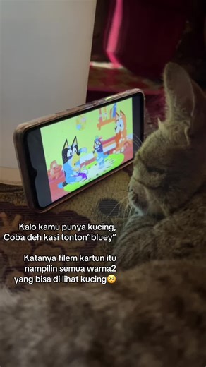 Best Cartoons for Cats: Colorful Shows They Love
