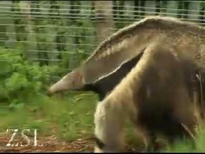 WildAbout: Anteaters!