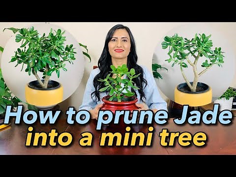 How to Prune & Shape A Jade plant into A Tree | Get A Thick Trunk | Step By Step Guide