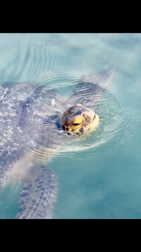 2.3K views · 92 reactions | A Green Sea Turtle surfaces on the shores of Oahu #hawaii #marinelife #nature | Dan Kurtzman Photography | Facebook