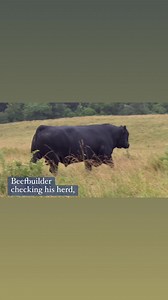 10K views · 108 reactions | WCF Beefbuilder, the newest member of our bull battery. He will be headed to Genex this fall. Reg #19303547 | Musgrave Angus | Facebook