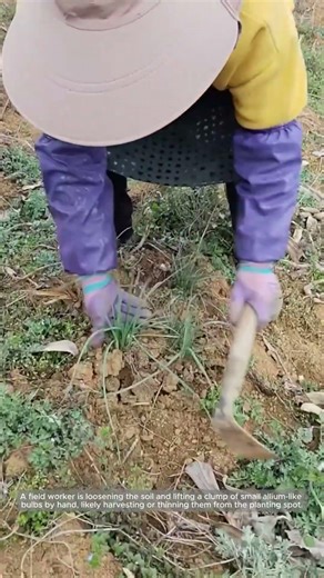 Hand Lifting a Cluster of Small Bulbs