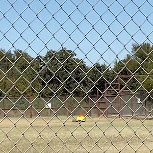The llamas may not be into their ball yet, but Destiny caught Godzilla playing with it! #daretocare #carerescuetexas | Center for Animal Research and Education - CARE