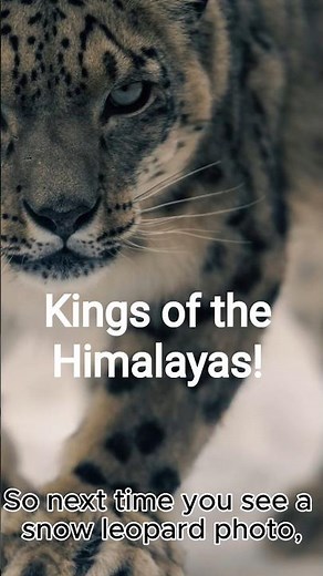 Ghosts of the Mountains: Incredible Snow Leopard Facts!!