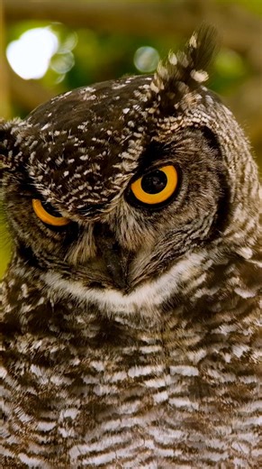 Birds of prey like hawks and owls are common threats to a backyard flock. Hawks attack during the day, and owls usually attack at night. We're sharing about common chicken predators all week - follow along or watch the full video on our Youtube channel. | Backyard Chicken Keeping | Facebook