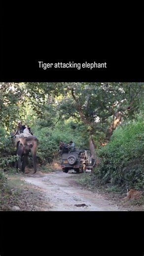 Fierce moment of a tiger attacking an elephant during saffari #elephant