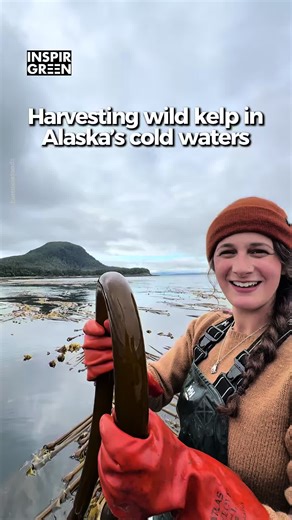 Sustainable Wild Kelp Harvesting in Alaska