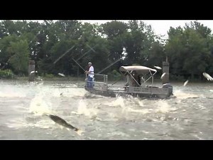 Asian carp jumping 18a