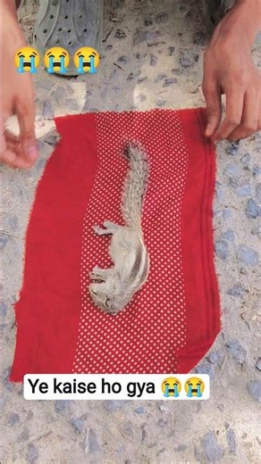 एक छोटी गिलहरी का अंतिम संस्कार | Emotional Squirrel Funeral 😢 #emotional #shorts