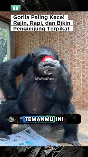 Yuhui Gorilla's Lifestyle That Makes Netizens Insecure🤣❗#Gorilla #CoolGorilla #CuteAnimals #animals