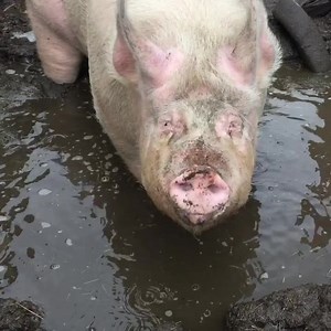 Vies klein varkentje je moet in bad. Modder op je staartje en modder op je gat. Ik zal je even wassen, ik maak je lekker nat. Vies klein varkentje je moet in bad. #knuffelhol #bokkeslot #kinderboerderijbokkeslot #bokkeslotdeerlijk #knorretje | Kinderboerderij Bokkeslot