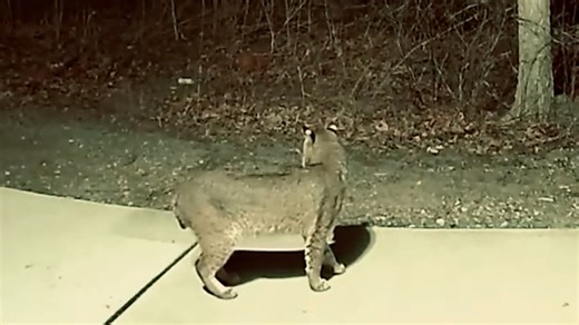 Michigan DNR weighs in on unusual bobcat encounter