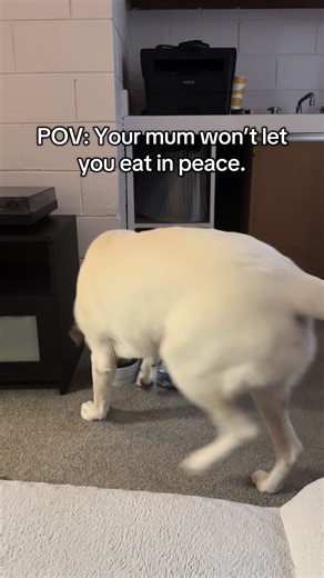 For a Labrador, I’m always so proud of him for this one! #feedingtime #labrador #puppy #tricks #dogtraining