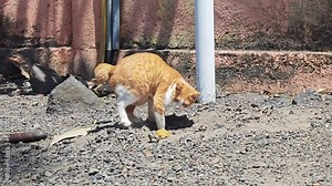 A cat is defecating and covering it is feces with sand