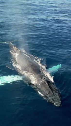 Humpback Whale in Bermuda | Go To Bermuda