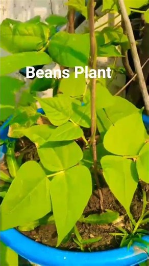 Healthy Beans Plant Growing in Bag 🌿 | Container Gardening Magic #viralvideo