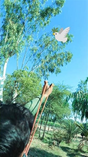 Bird 🕊️ Hunting #huntingshorts #youtubeshorts #hunterxhunter #slingshot #birds #subscribe
