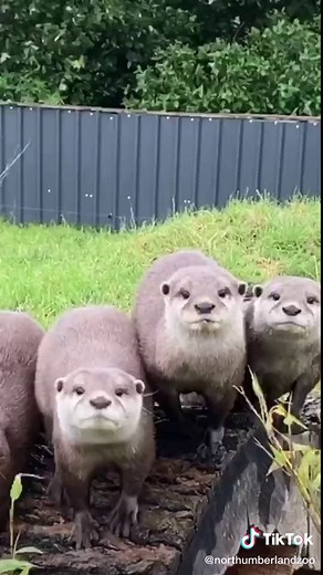 Playful Otters at the Zoo - Funny Animal Videos