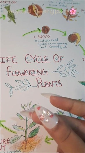 Life cycle of flowering plants🌸 || #art