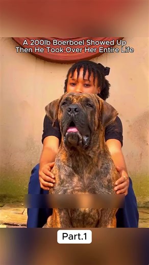 Big dog with a big heart!!! #Boerboel #AnimalRescue #DogHero #USA #ShockingEncounter