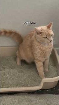 The big orange is important