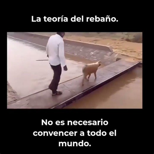 La teoría del rebaño #agile #proyecto #gestion