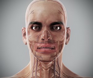 ArtStation - Human Male Anatomy | Resources