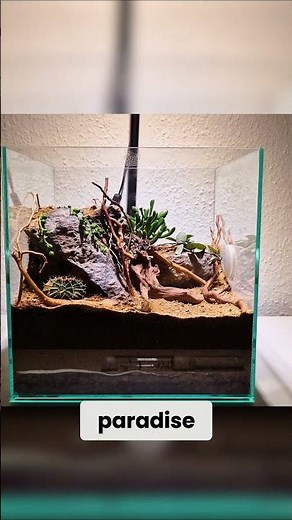 Camponotus Sanctus Desert Paradise - Vivarium Build!