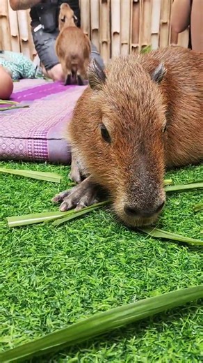 Capy curious 🥬🥬🥬 #capybara #thailand🇹🇭 #capyfamily #cappiness #coffee